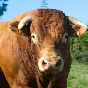 Bœuf du Limousin